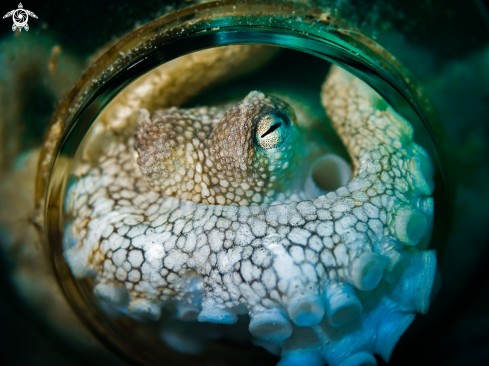 A Coconut Octopus