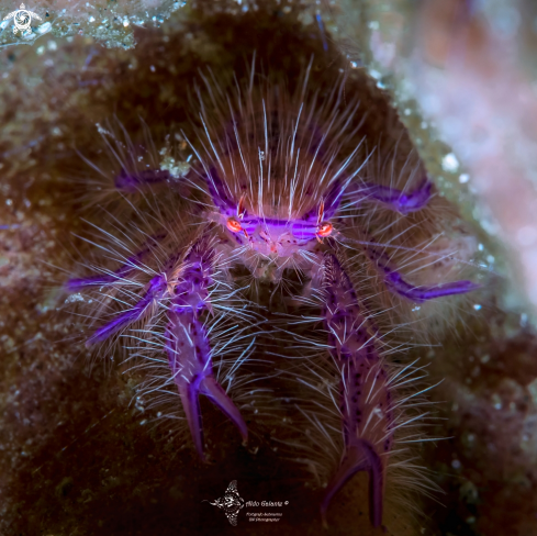 A Lauriea siagiani (Baba, 1994) | Hairy Squat Lobster