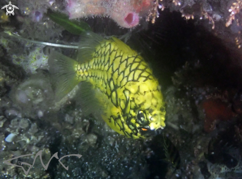 A Australian Pineapplefish