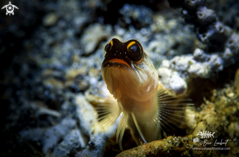 A Blenny