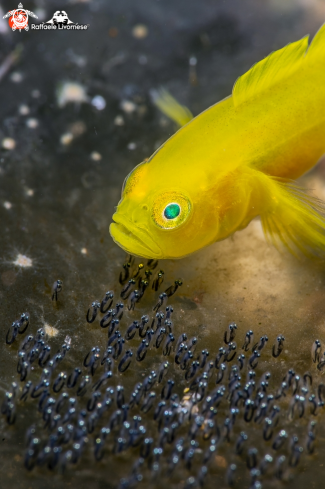 A Yellow goby