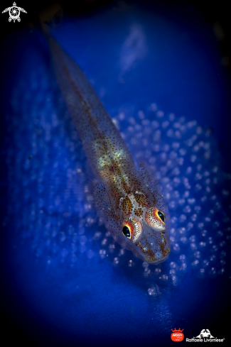 A Goby