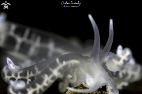 A Phyllodesmium iriomotense | Nudibranch