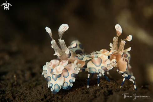 A Harlequin shrimp 