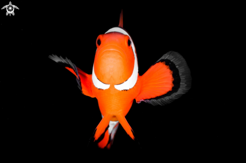 A Clownfish