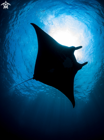 A Manta Ray