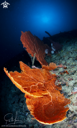 A sea fan