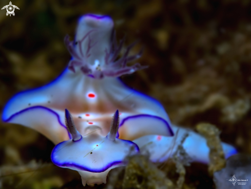 A Ceratosoma Nudibranch