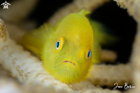 A Paragobiodon xanthosoma | Yellow coral goby