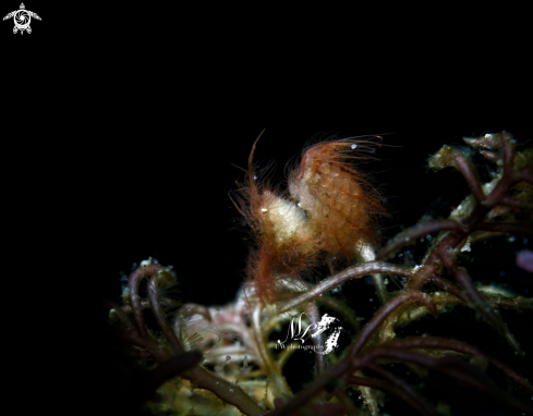 A Hairy Shrimp 