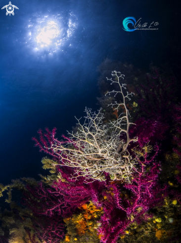 A La gorgonia rossa (Paramuricea clavata) con stella gorgone o Astrospartus mediterraneus