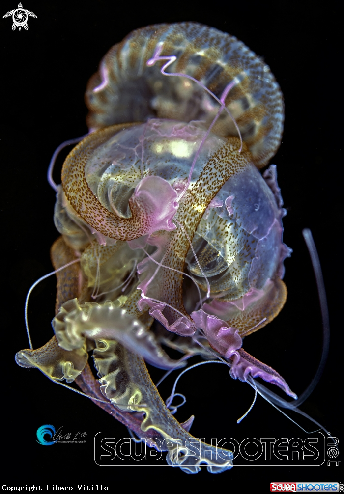 A Pelagia noctiluca Jellyfish