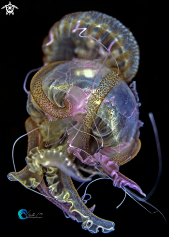 A Pelagia noctiluca Jellyfish | Pelagia noctiluca Jellyfish