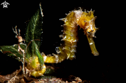 A Thorny Seahorse