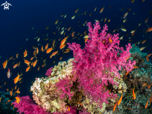 A Dendronephtya sp | Soft coral