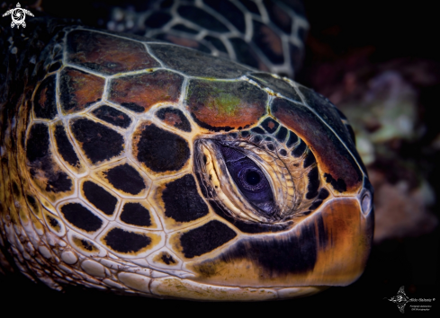 A Green Turtle