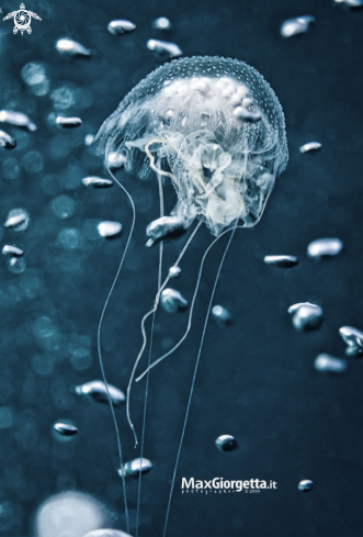 A jellyfish