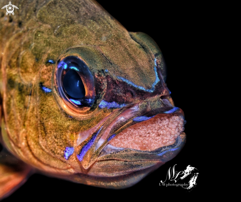 A  Ring tailed Cardinalfish 