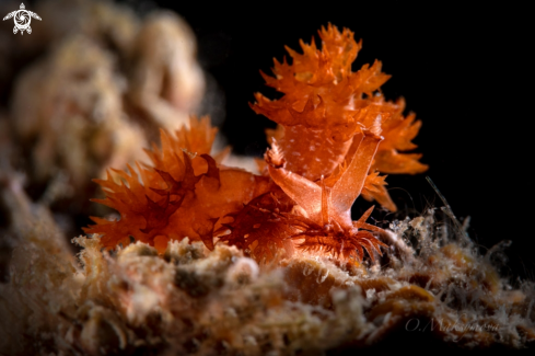 A Nudibranch Melibe digitata 