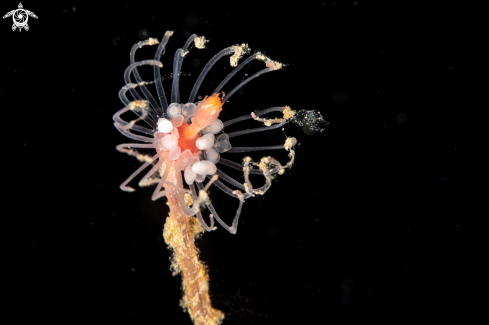 A Hydroid