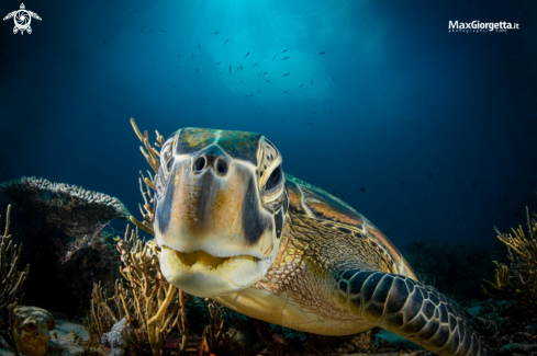 A marine turtle