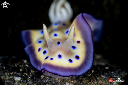 A Goniubranchus kuniei | Butterfly nudibranch