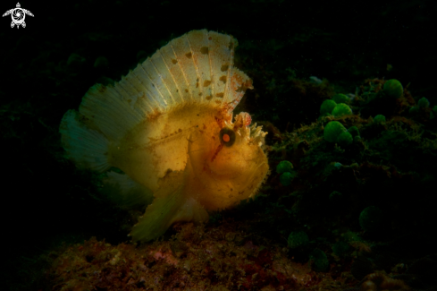 A SCORPIONFISH