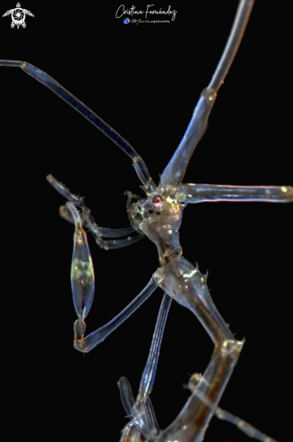 A Caprellidae  | Skeleton shrimp