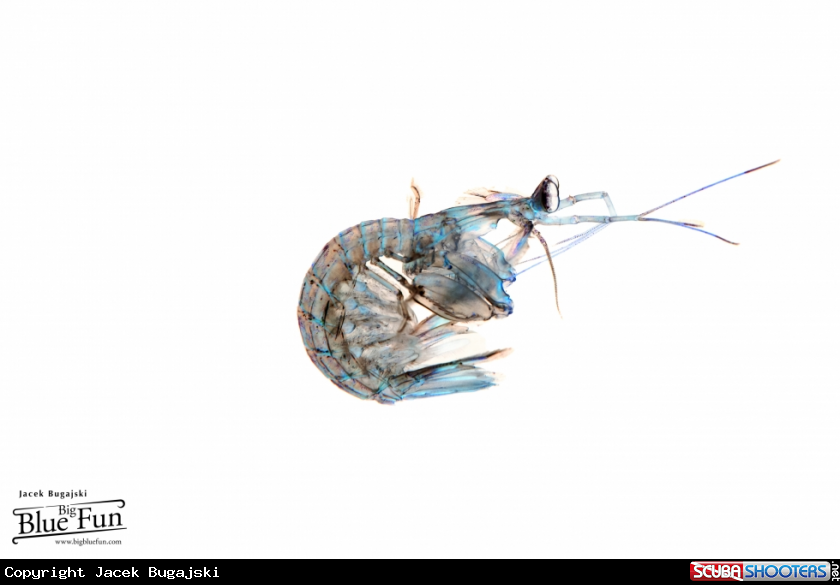 A Mantis Shrimp - Larva