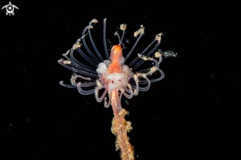 A Tubularia indivisa