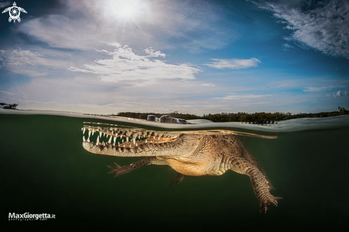 A american crocodile