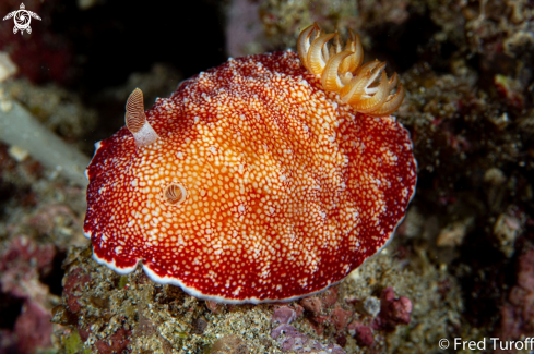 A goniobranchus sp | goniobranch