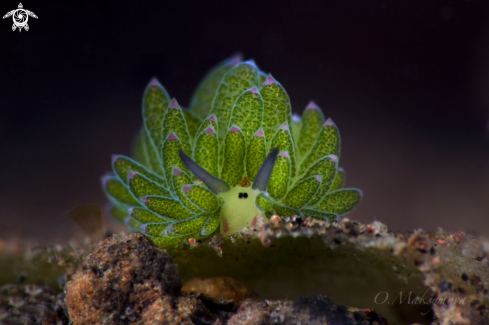 A Purple-Tipped Costasiella 