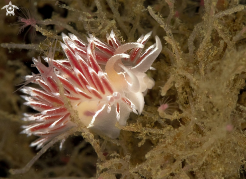 A Fjordia lineata