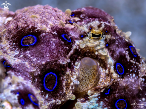 A Blue Ring Octopus