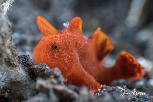 A Orange frogfish