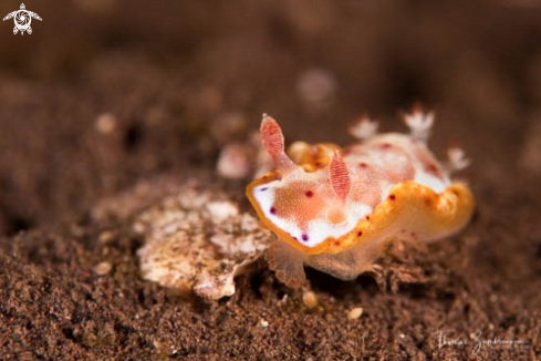 A Nudibranch 