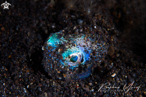 A Euprymna scolopes | The bobtail squid