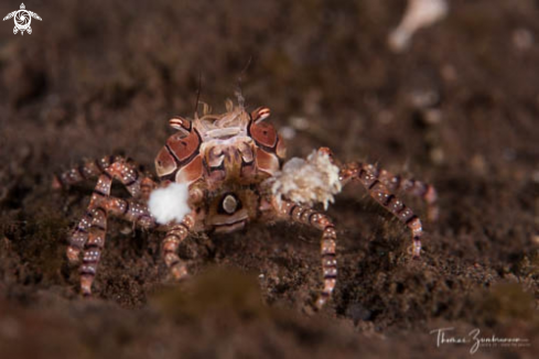 A Boxer Crab 