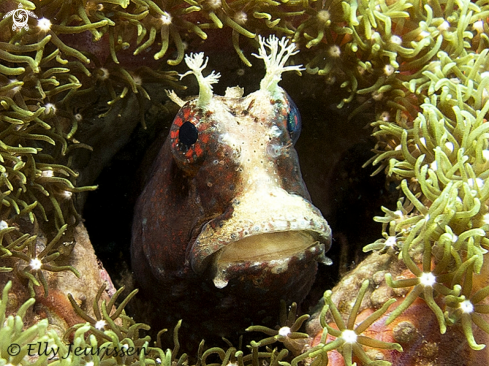 A Blenny