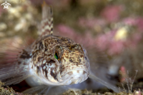 A Black goby