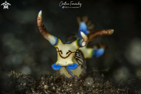 A Nudibranch