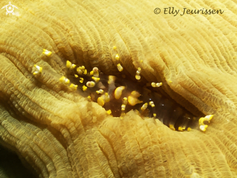 A Pliopontonia furtiva | Hidden Corallimorph Shrimp