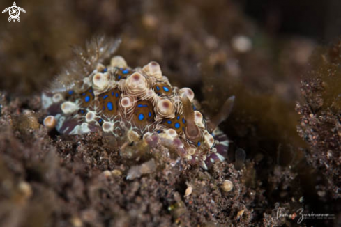 A Nudibranch 