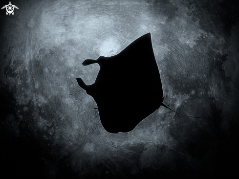 A Mobula alfredi | Manta Ray