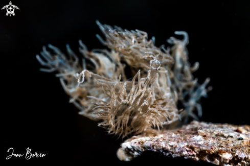 A Ghost nudibranch 