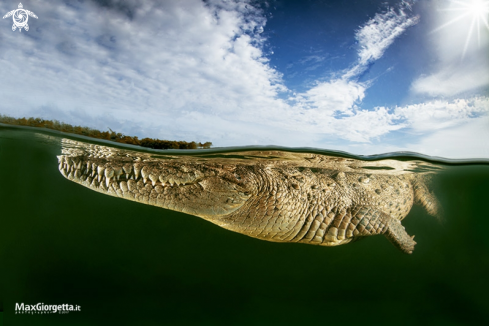 A american crocodile | american crocodile