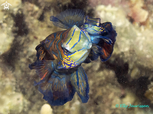 A Mandarin Fish