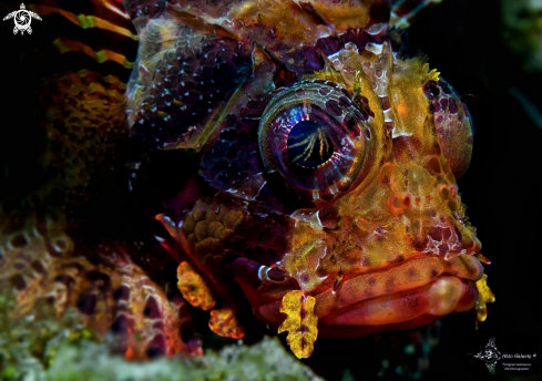 A Dendrochirus brachypterus (Cuvier, 1829) | Scorpionfish