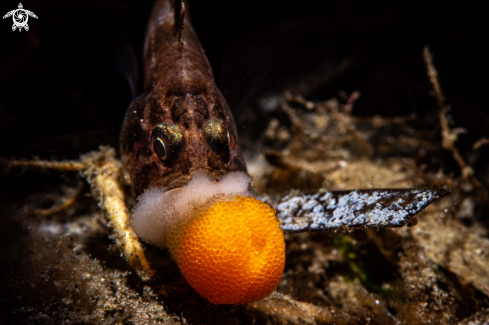 A Cardinalfish